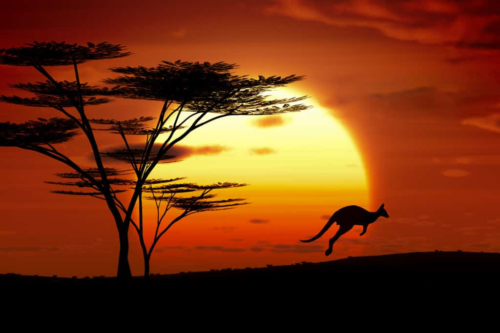 A jumping kangoroo at sunset in Australia